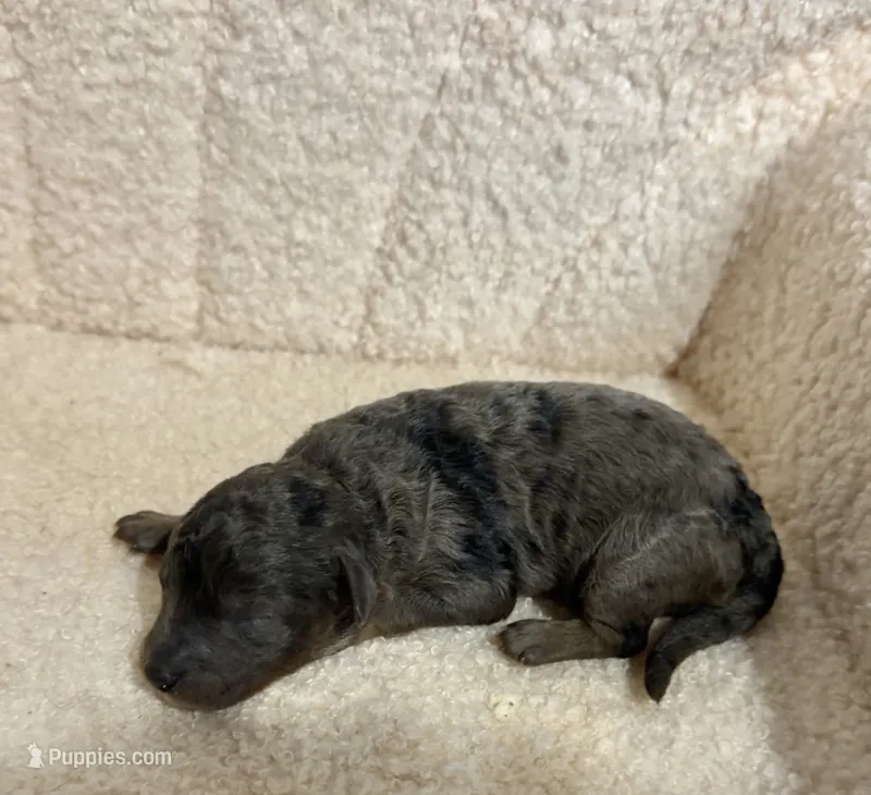 Poodle merle female  – Poodle - Toy  puppy for sale in Atlanta, GA