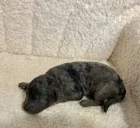 Poodle merle female , a female Poodle - Toy  for sale in Atlanta, GA – 1 of 4