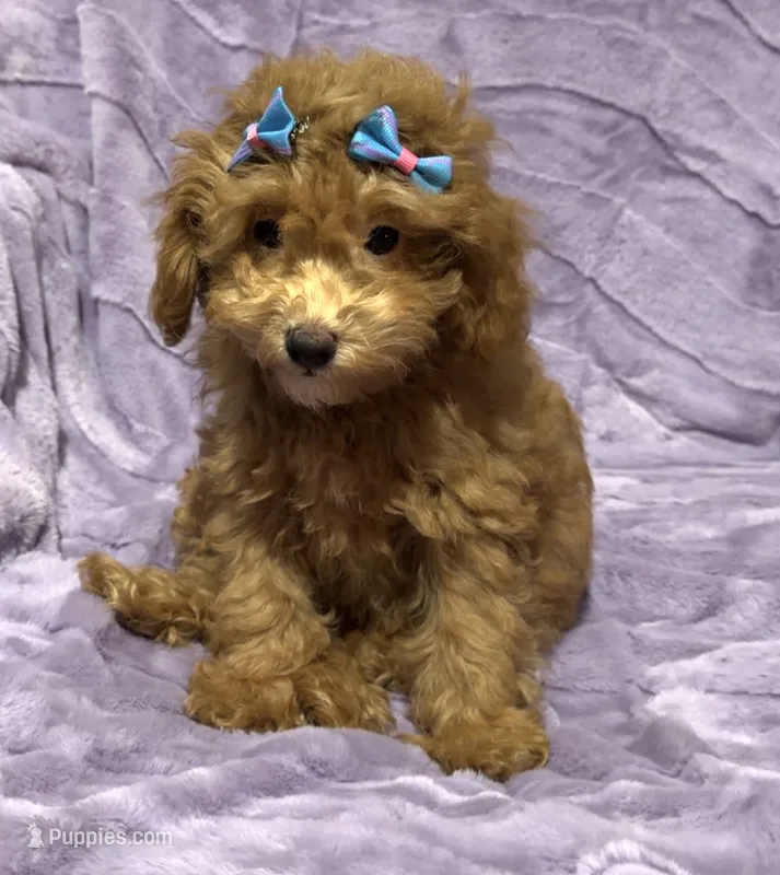 Zoey – Poodle - Toy  puppy for sale in Atlanta, GA