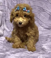Zoey, a female Poodle - Toy  for sale in Atlanta, GA – 1 of 8