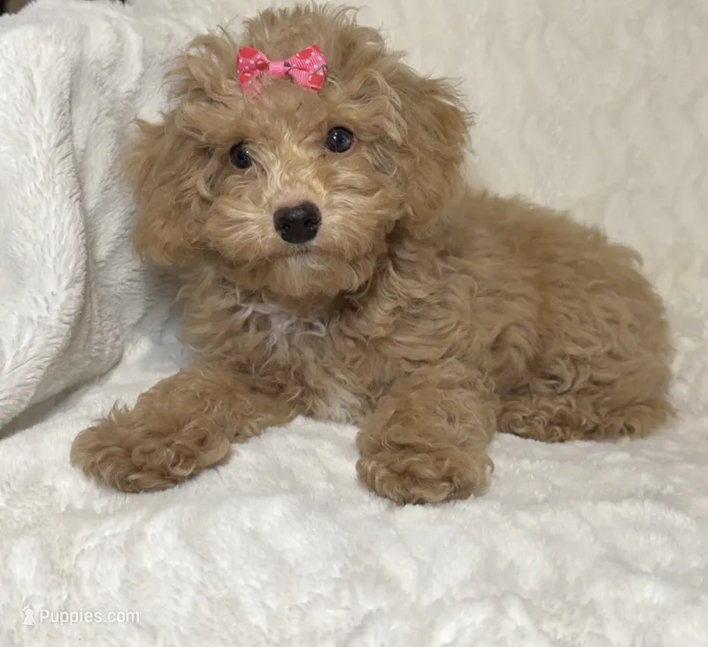 Chloe – Poodle - Toy  puppy for sale in Atlanta, GA