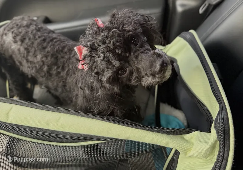 Hope – Maltipoo puppy for sale in Atlanta, GA
