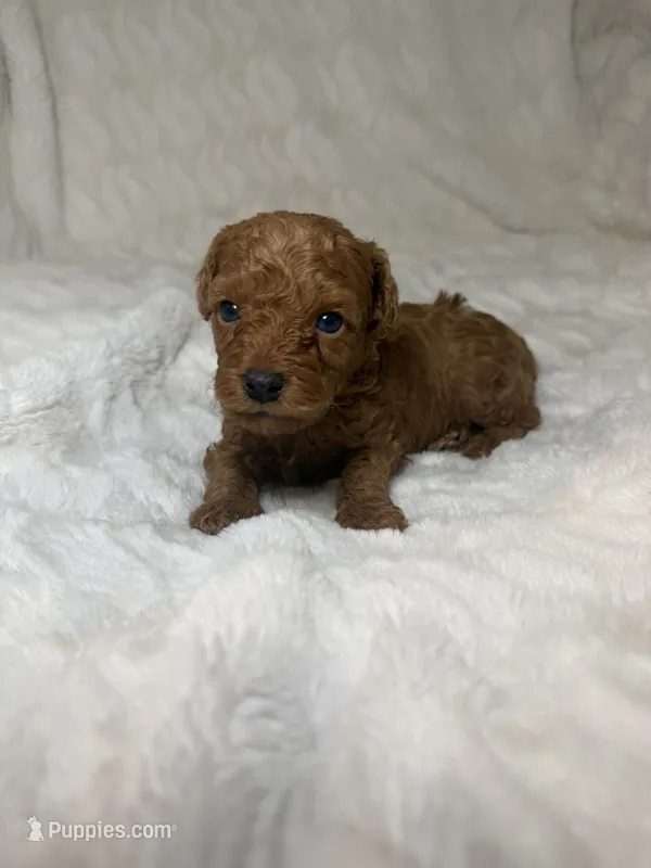 Poodle male red  – Poodle - Toy  puppy for sale in Atlanta, GA