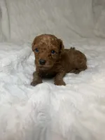 Nova’s Poodle’s male red , a male Poodle - Toy  for sale in Atlanta, GA – 3 of 8