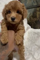 Ella’s red poodle female 1, a female Poodle - Toy  for sale in Atlanta, GA – 2 of 8