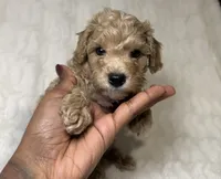 Nova’s Poodle’s cream male , a male Poodle - Toy  for sale in Atlanta, GA – 2 of 9