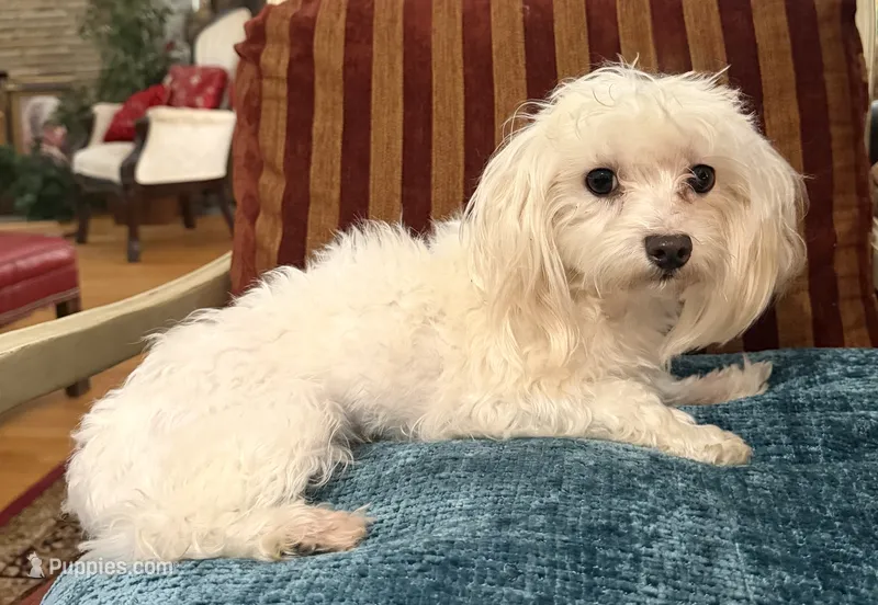 Buddy – Maltese puppy for sale in Atlanta, GA