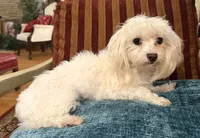 Buddy, a male Maltese for sale in Atlanta, GA – 1 of 3