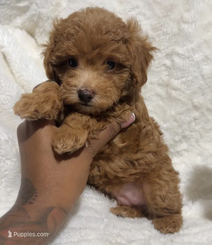 Ella’s red poodle female 2 – Poodle - Toy  puppy for sale in Atlanta, GA