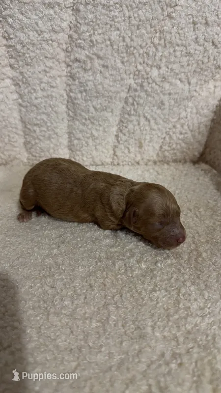 Poodle female red  – Poodle - Toy  puppy for sale in Atlanta, GA