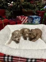 Maltipoo female, a female Maltipoo for sale in Atlanta, GA – Photo 7 of 8