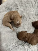 Maltipoo female, a female Maltipoo for sale in Atlanta, GA – Photo 4 of 8