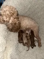 Maltipoo female, a female Maltipoo for sale in Atlanta, GA – Photo 6 of 8