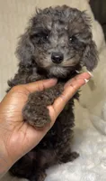 Nova’s Poodle’s mix female , a female Poodle - Toy  for sale in Atlanta, GA – 2 of 8