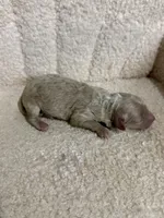 Poodle cream male , a male Poodle - Toy  for sale in Atlanta, GA – 2 of 4