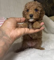 Nova’s Poodle’s female red , a female Poodle - Toy  for sale in Atlanta, GA – 2 of 8