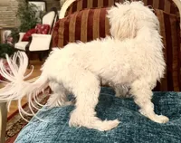 Buddy, a male Maltese for sale in Atlanta, GA – 2 of 3