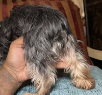 Faith , a female Yorkshire Terrier for sale in Atlanta, GA – 4 of 4