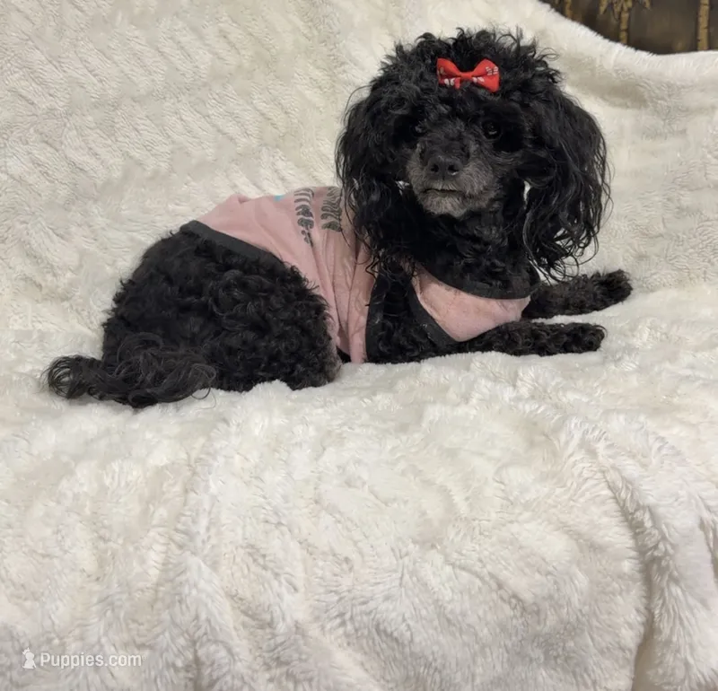 Hope – Maltipoo puppy for sale in Atlanta, GA