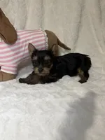 Tiny’s Yorkie litter female , a female Yorkshire Terrier for sale in Atlanta, GA – 3 of 5