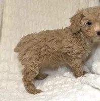 Female Poodle cream , a female Poodle - Toy  for sale in Atlanta, GA – 2 of 10