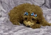 Zoey, a female Poodle - Toy  for sale in Atlanta, GA – 2 of 8