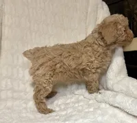 Female Poodle cream , a female Poodle - Toy  for sale in Atlanta, GA – 3 of 10