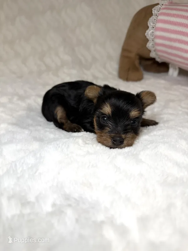 Tiny’s Yorkie litter pup 4 – Yorkshire Terrier puppy for sale in Atlanta, GA