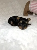 Tiny’s Yorkie litter pup 4, a female Yorkshire Terrier for sale in Atlanta, GA – 1 of 2