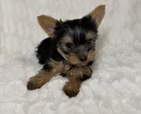 Tiny’s Yorkie Male, a male Yorkshire Terrier for sale in Atlanta, GA – 2 of 8