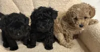 Cavapoo male 1 , a male Cavapoo for sale in Atlanta, GA – 2 of 5