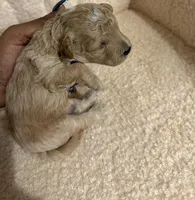 Cavapoo male 1 , a male Cavapoo for sale in Atlanta, GA – Photo 2 of 4