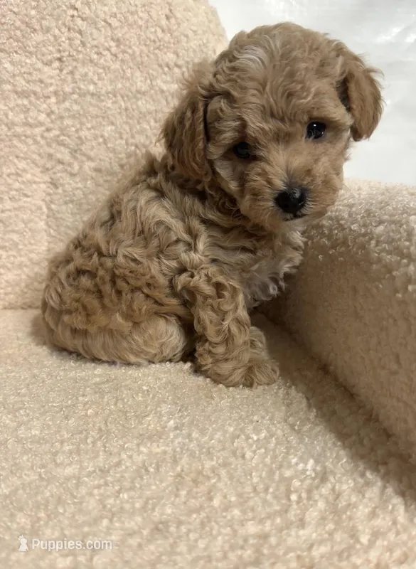 Cavapoo male 1  – Cavapoo puppy for sale in Atlanta, GA