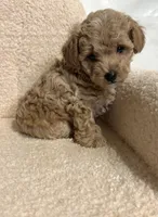 Cavapoo male 1 , a male Cavapoo for sale in Atlanta, GA – 1 of 5