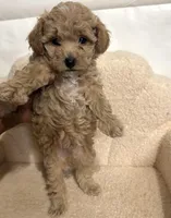 Cavapoo male 1 , a male Cavapoo for sale in Atlanta, GA – 3 of 5