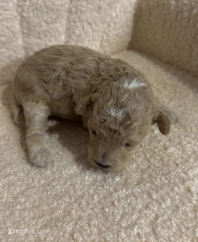 Cavapoo male 1  – Cavapoo puppy for sale in Atlanta, GA