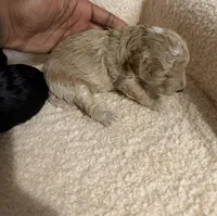 Cavapoo male 1 , a male Cavapoo for sale in Atlanta, GA – Photo 4 of 4