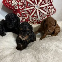 Dallas, a male Cavapoo for sale in Atlanta, GA – Photo 3 of 3