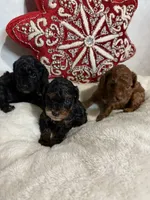 Dallas, a male Cavapoo for sale in Atlanta, GA – Photo 3 of 3