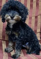 Dallas, a male Cavapoo for sale in Atlanta, GA – Photo 1 of 3