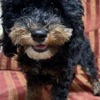 Dallas, a male Cavapoo for sale in Atlanta, GA – Photo 2 of 3