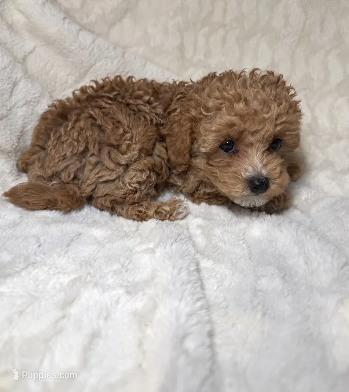 Maltipoo male 2 – Maltipoo, Poodle - Toy  puppy for sale in Atlanta, GA