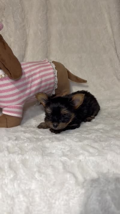 Daisy’s Yorkie litter female 1 , a female Yorkshire Terrier for sale in Atlanta, GA – 2 of 2
