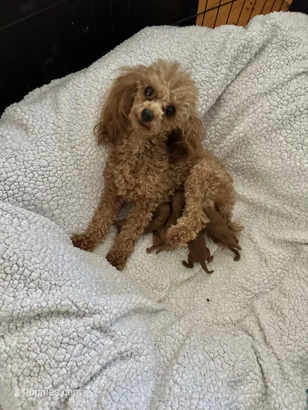 Red Poodle litter, a female Poodle - Toy  for sale in Atlanta, GA – Photo 1 of 2