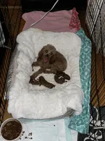Red Poodle litter, a female Poodle - Toy  for sale in Atlanta, GA – Photo 2 of 2