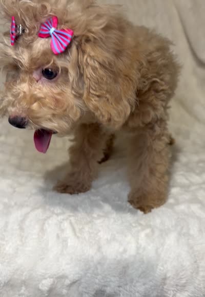 Chloe, a female Poodle - Toy  for sale in Atlanta, GA – 3 of 5