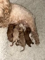 Maltipoo males, a male Maltipoo for sale in Atlanta, GA – Photo 5 of 8