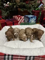 Maltipoo males, a male Maltipoo for sale in Atlanta, GA – Photo 1 of 8