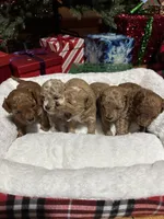 Maltipoo males, a male Maltipoo for sale in Atlanta, GA – Photo 3 of 8