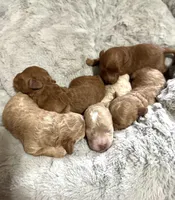 Maltipoo males, a male Maltipoo for sale in Atlanta, GA – Photo 6 of 8